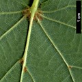 SpeciesSub: 'Lappen' (T.cordata × T.platyphyllos)